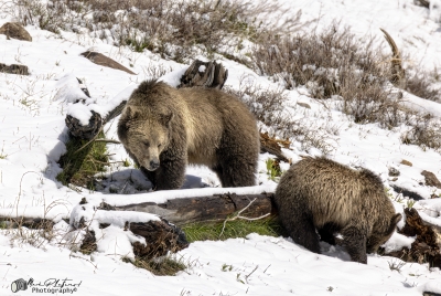 Snow and Cub May 2025
